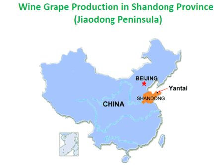 china-wine-region-shandong