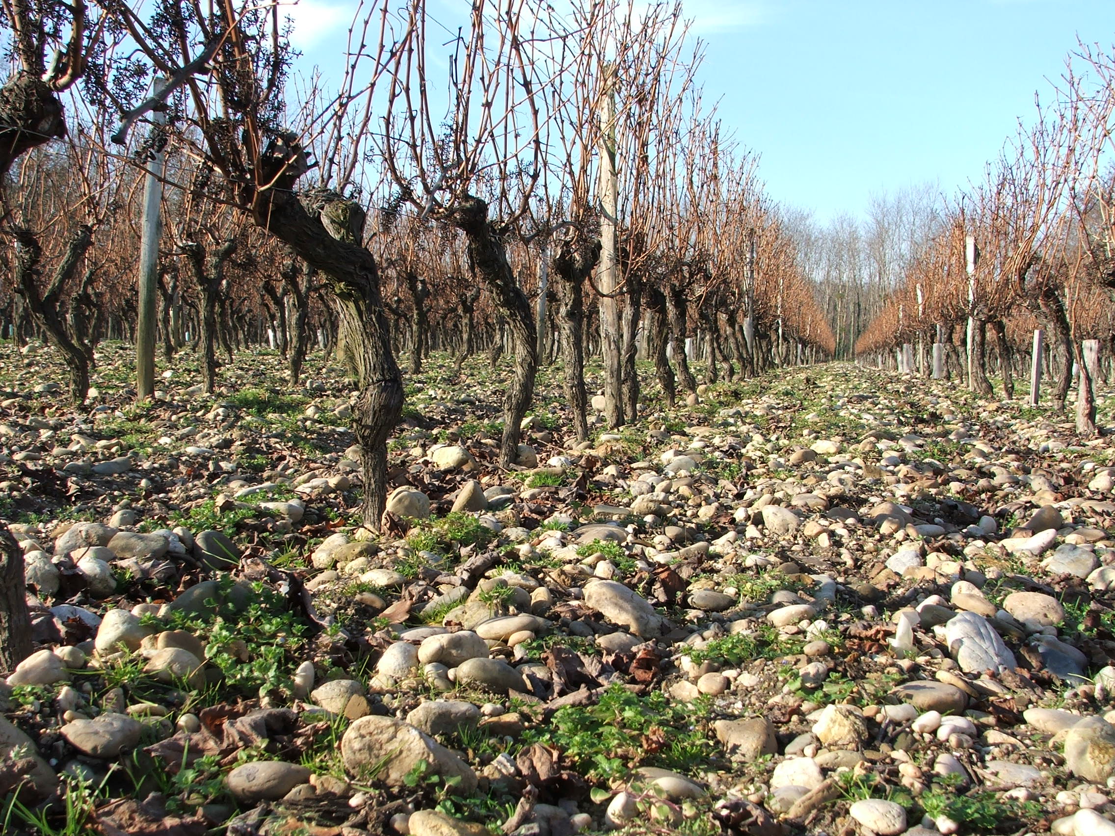 pauillac terroir