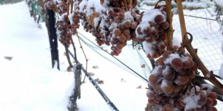 ice wine grapes