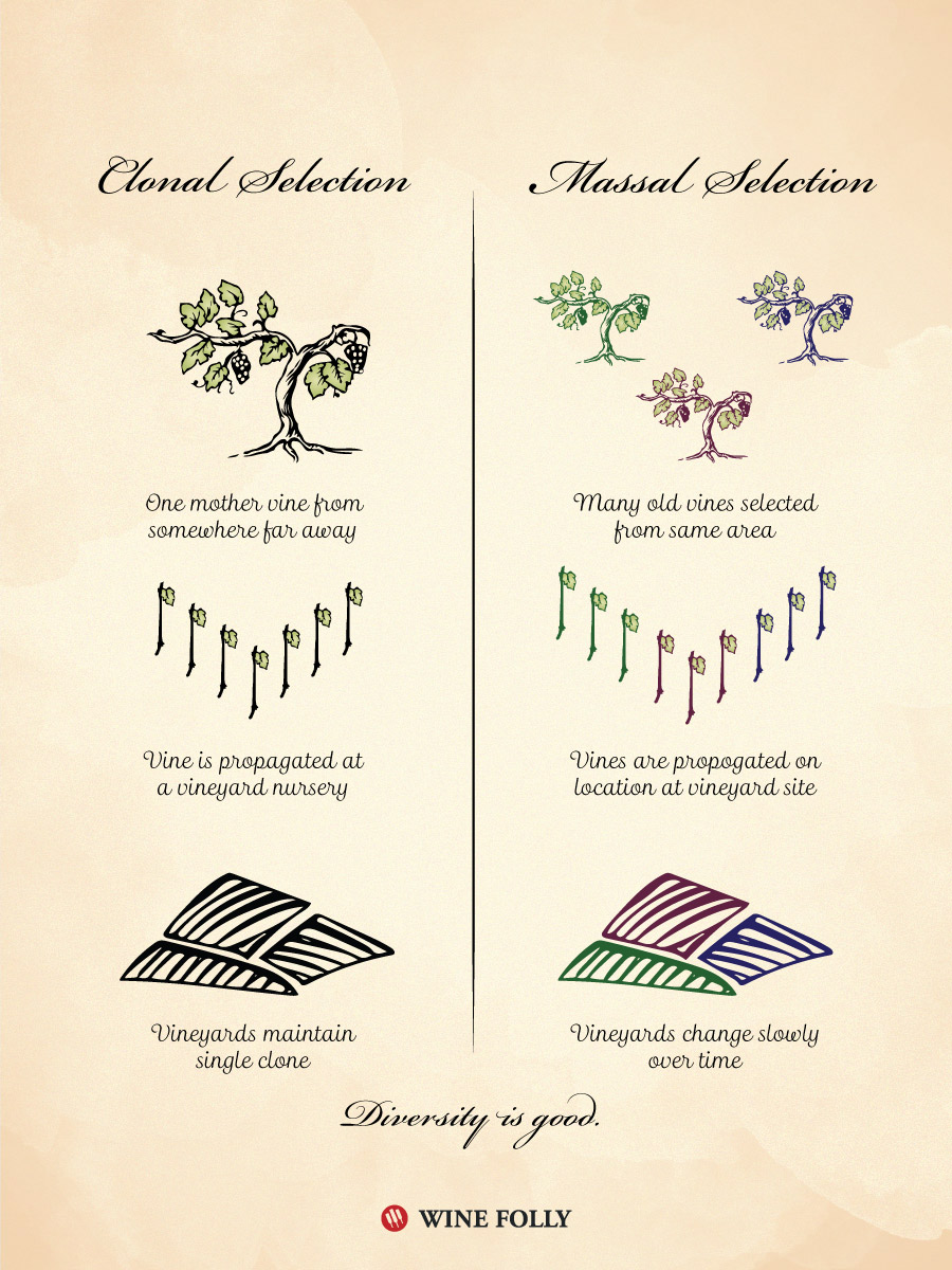 wine folly massal-selection-clonal-selection-vines-