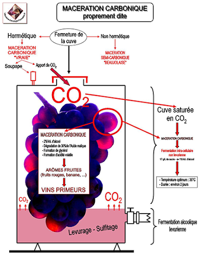 maceração carbonica