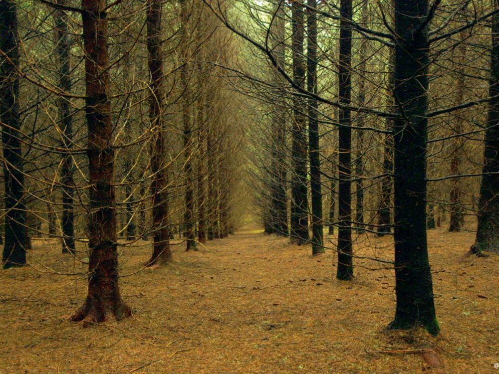 maciço central carvalho