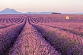 Provence: melhor época, campos de lavanda, passeios e mais | Viagem e  Turismo